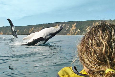 Kayak With Dolphins And 4WD Great Beach Drive Day Trip From Noosa - Australian Destinations 3