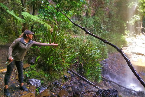 Rainforest & Waterfalls Extravaganza - Australian Destinations 4