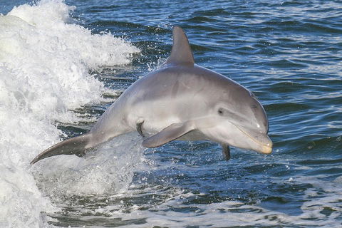 Noosa Oceanrider Scenic Dolphin Safari - Australian Destinations 0