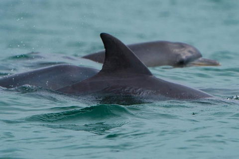 Noosa Oceanrider Scenic Dolphin Safari - Australian Destinations 1