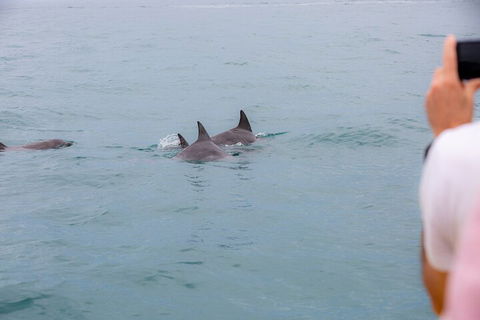 Noosa Oceanrider Scenic Dolphin Safari - Australian Destinations 2
