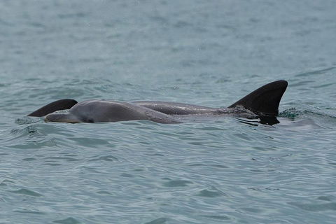 Noosa Oceanrider Scenic Dolphin Safari - Australian Destinations 3