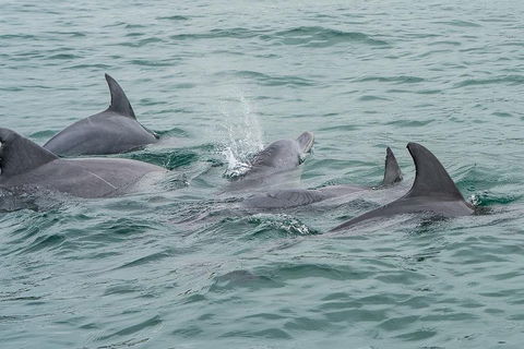 Noosa Oceanrider Scenic Dolphin Safari - Australian Destinations 5