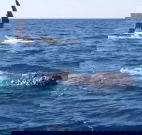 Noosa Whale Watching - Australian Destinations