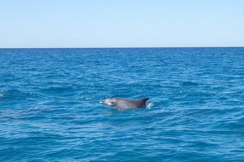 Noosa Wild Dolphin Safari - Australian Destinations 1