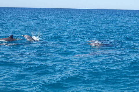 Noosa Wild Dolphin Safari - Australian Destinations 4