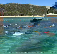All Inclusive Dolphin and Tangalooma Wrecks Cruise - Australian Destinations