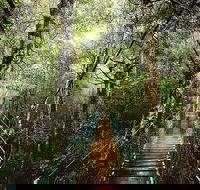 O'Reilly's  Lamington National Park from Gold Coast - Australian Destinations