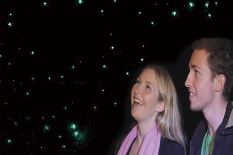 Natural Bridge Glow Worm Night Tour From Gold Coast - Australian Destinations 3