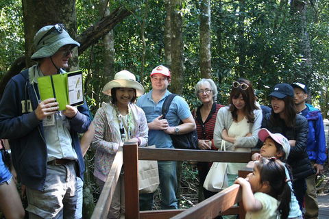 Natural Bridge Glow Worm Night Tour From Gold Coast - Australian Destinations 4