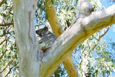 Best Of Moreton Bay Cruise - Australian Destinations 2