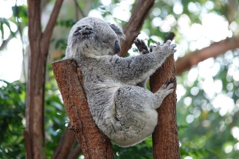 Small-Group Blue Mountains Tour With A Local Guide - Australian Destinations 2