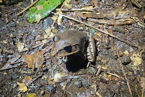 Evening Rainforest & Glow Worm Experience - Australian Destinations 1