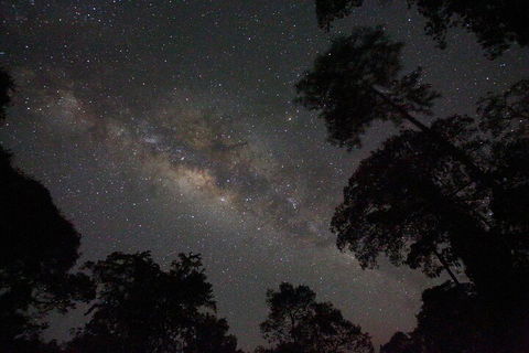 Evening Rainforest & Glow Worm Experience - Australian Destinations 4