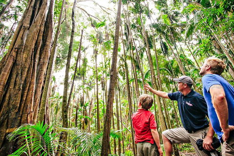 Natural Bridge & Springbrook Waterfalls Tour + Hot Air Balloon With Breakfast - Australian Destinations 5