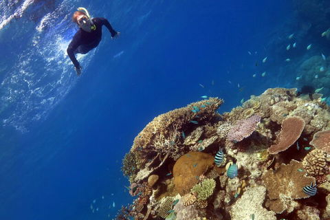 Silverswift Outer Great Barrier Reef Dive And Snorkel Cruise From Cairns - Australian Destinations 3