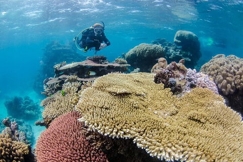 Silverswift Outer Great Barrier Reef Dive And Snorkel Cruise From Cairns - Australian Destinations 5