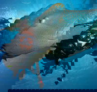 Great Barrier Reef Snorkeling and Diving Cruise from Cairns - Australian Destinations