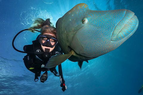 Great Barrier Reef Snorkeling And Diving Cruise From Cairns - Australian Destinations 0
