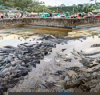 Hartley's Crocodile Adventures Day Trip from Palm Cove - Australian Destinations