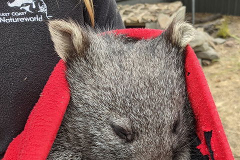 2-Day Tas East Coast Escape Tour Including Bay Of Fires, Wineglass Bay & Devils - Australian Destinations 3