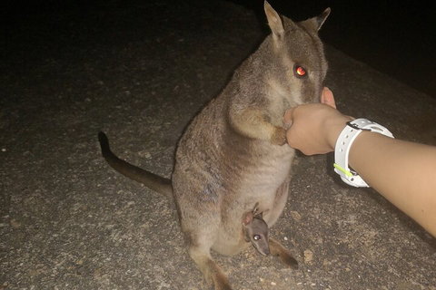 Private Tour To Paronella Park, Historic Village Herberton And Wild Life Wallaby - Australian Destinations 0