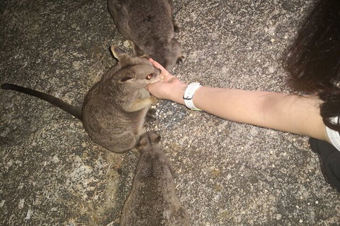 Private Tour To Paronella Park, Historic Village Herberton And Wild Life Wallaby - Australian Destinations 4