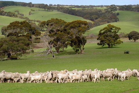 Kangaroo Island Luxury Small Group 'Island Life' Full Day Tour - Australian Destinations 1