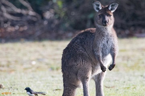 Kangaroo Island Luxury Small Group 'Island Life' Full Day Tour - Australian Destinations 2