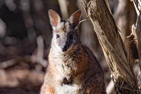 Kangaroo Island Luxury Small Group 'Island Life' Full Day Tour - Australian Destinations 3