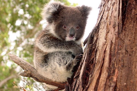 Kangaroo Island Luxury Small Group 'Island Life' Full Day Tour - Australian Destinations 4