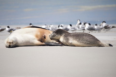 Kangaroo Island Luxury Small Group 'Island Life' Full Day Tour - Australian Destinations 5