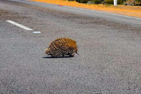 Kangaroo Island Luxury Small Group 'Flinders Chase Focus' Full Day Tour - Australian Destinations 3