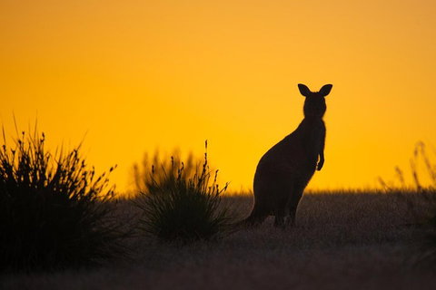 Kangaroo Island Luxury Small Group 'Flinders Chase Focus' Full Day Tour - Australian Destinations 5