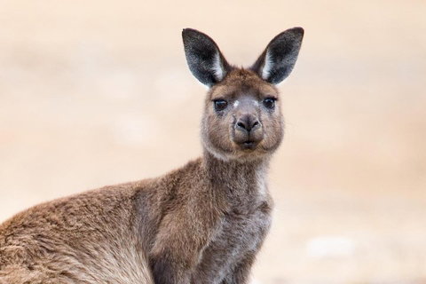 Kangaroo Island Luxury Small Group 'East End Explorer' Full Day Tour - Australian Destinations 1