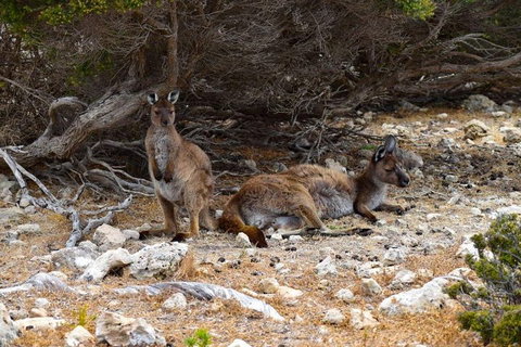 Kangaroo Island Luxury Small Group 'East End Explorer' Full Day Tour - Australian Destinations 4