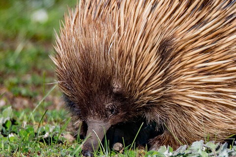 Kangaroo Island Luxury Small Group 'East End Explorer' Full Day Tour - Australian Destinations 5