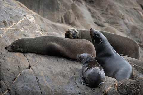 Kangaroo Island Ocean Safari - Snorkeling Safari - Australian Destinations 0