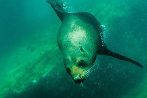 Kangaroo Island Ocean Safari - Snorkeling Safari - Australian Destinations 1