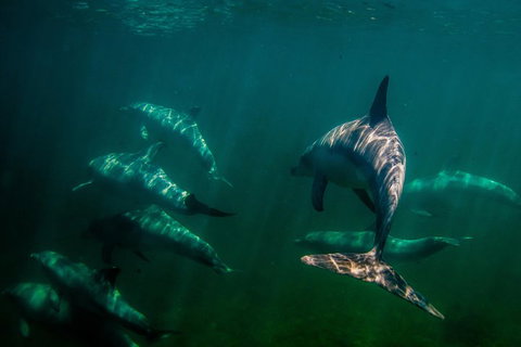Kangaroo Island Ocean Safari - Snorkeling Safari - Australian Destinations 2