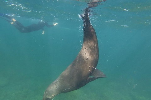 Kangaroo Island Ocean Safari - Snorkeling Safari - Australian Destinations 3