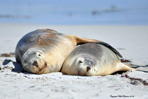 NEW TOUR - Kangaroo Island Road To Recovery Tour (1 Day/1 Night) - Australian Destinations 1
