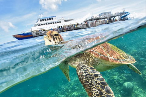 Outer Reef Pontoon Experience From Cairns - Australian Destinations 5