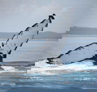 Hervey Bay Whale Watching Cruise - Australian Destinations