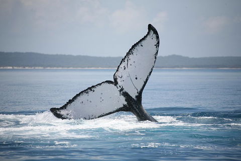 Hervey Bay Whale Watching Cruise - Australian Destinations 0