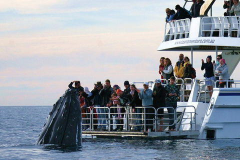 Hervey Bay Whale Watching Cruise - Australian Destinations 1
