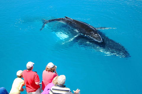 Hervey Bay Whale Watching Cruise - Australian Destinations 2