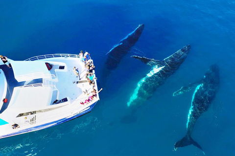 Hervey Bay Whale Watching Cruise - Australian Destinations 3