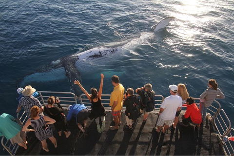 Hervey Bay Whale Watching Cruise - Australian Destinations 4