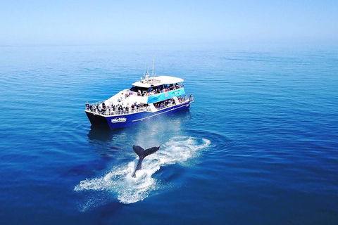 Hervey Bay Whale Watching Cruise - Australian Destinations 5